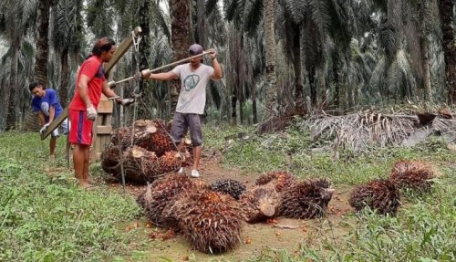 Harga CPO dan kernel menguat, harga TBS sawit swadaya di Riau ikut terkerek.(ilustrasi/int)
